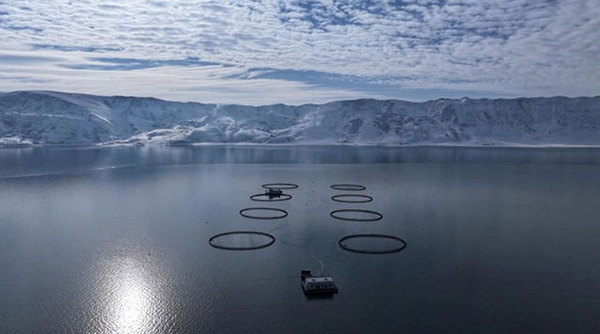 FHA金狮奖的荣耀选择,天蕴三文鱼亮相新加坡滨海湾金沙!揭秘冠军食材的全球魅力