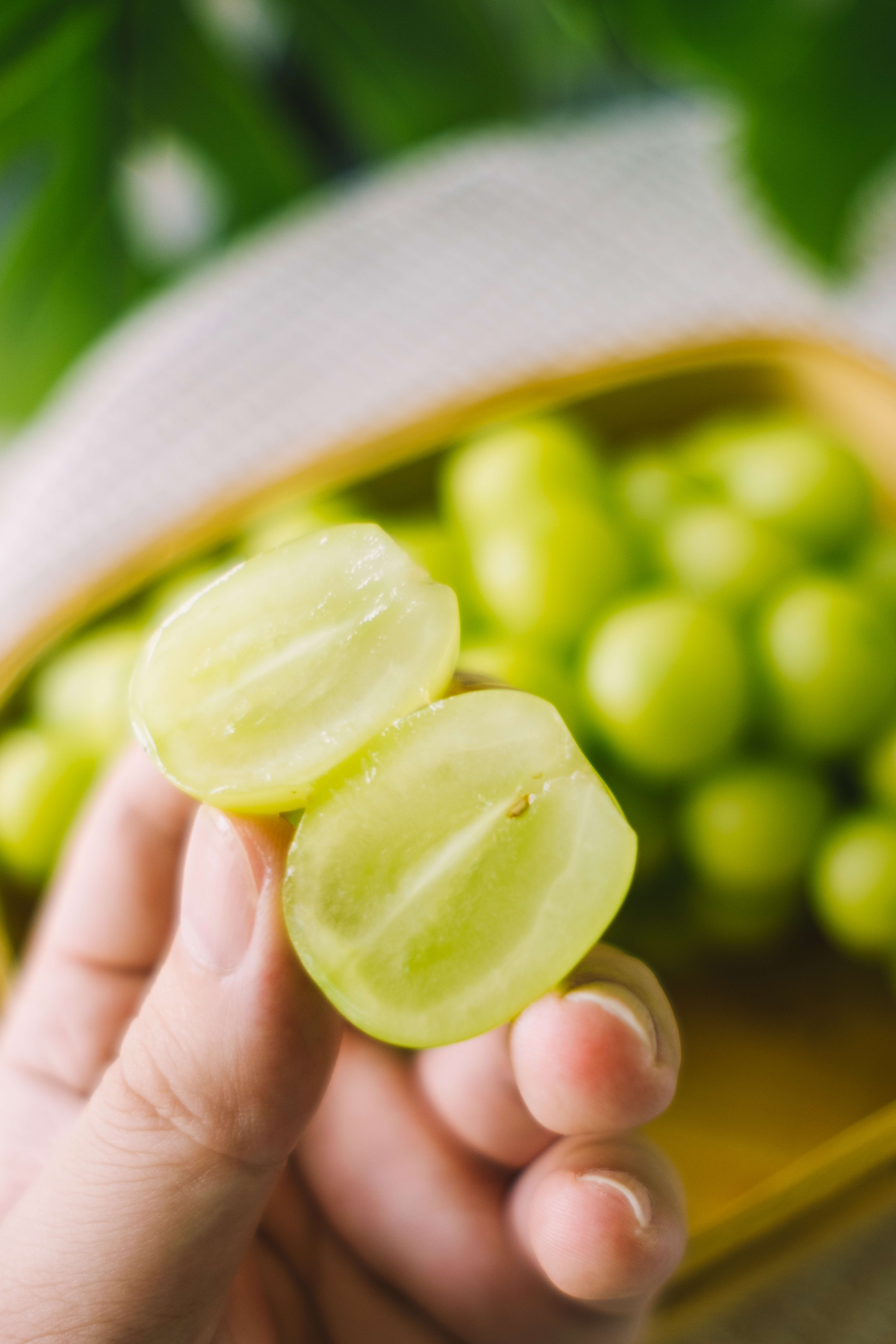 金光一号阳光玫瑰