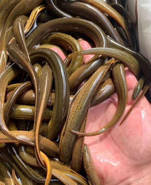 金光一号花斑鳝