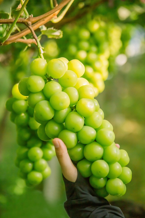 金光一号阳光玫瑰