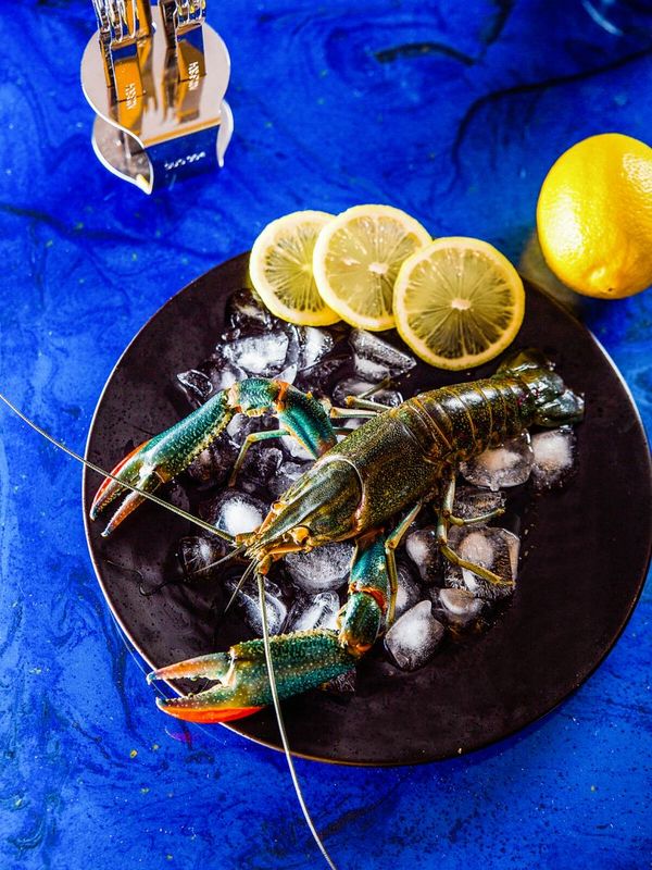 金光一号澳洲蓝龙虾